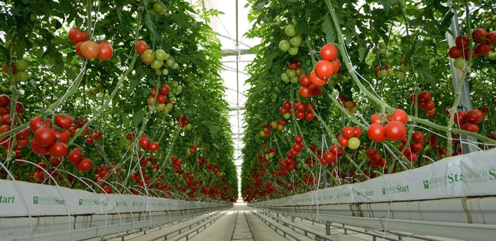 تاریخچه پرورش گوجه فرنگی