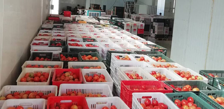 صادرات و واردات گوجه فرنگی